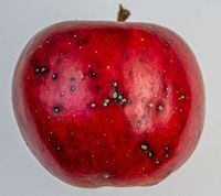 Rubinola æble angrebet af Æbleøjeplet/Topazplet